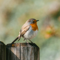 ¿QUÉ COMEN LOS PÁJAROS?